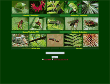 Tablet Screenshot of geller-grimm.de